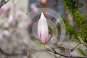 Spring tree flowering - Magnolia flowers blooming on the tree.