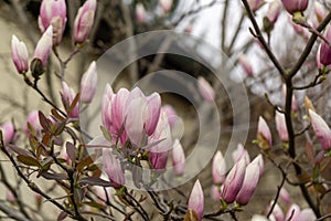 Spring tree flowering - Magnolia flowers blooming on the tree.