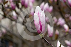 Spring tree flowering - Magnolia flowers blooming on the tree.