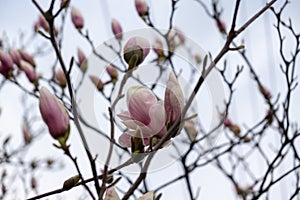 Jarné kvitnutie stromu - kvety magnólie kvitnúce na strome.