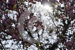 Spring tree flowering. Pink blooming tree. Slovakia.