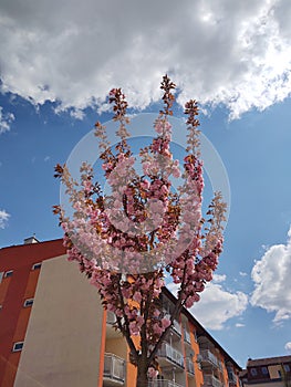 Spring tree flowering. Pink flowers on blooming tree.