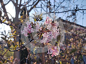 Spring tree flowering. Pink flowers.