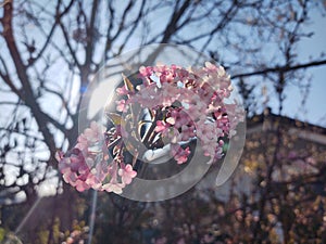 Spring tree flowering. Pink flowers.