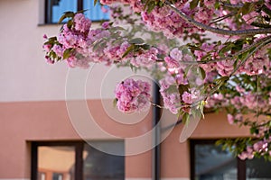 Spring tree flowering. Pink flowers on blooming tree.