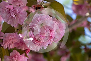 Spring tree flowering. Pink flowers on blooming tree.