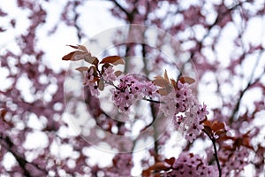Spring tree flowering. Pink flowers on blooming tree.
