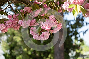 Spring tree flowering. Pink flowers on blooming tree.