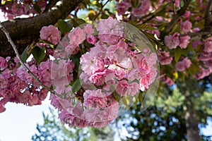 Spring tree flowering. Pink flowers on blooming tree.