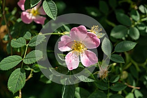 Spring tree flowering - pink Rosehip flower blooming on the tree.