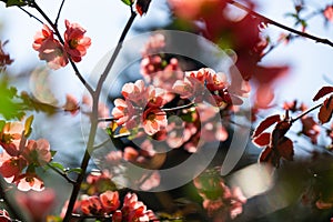 Spring tree flowering. Red and Pink flowers on blooming tree.