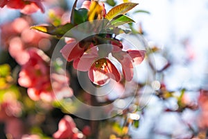 Spring tree flowering. Red and Pink flowers on blooming tree.