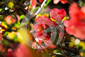 Spring tree flowering. Red and Pink flowers on blooming tree.