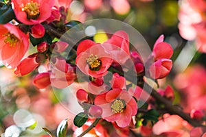 Spring tree flowering. Red and Pink flowers on blooming tree.