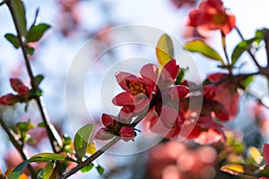 Spring tree flowering. Red and Pink flowers on blooming tree.