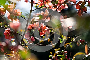 Spring tree flowering. Red and Pink flowers on blooming tree.