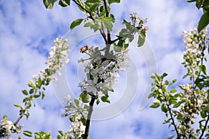 Spring tree flowering. White blooming tree. Slovakia.