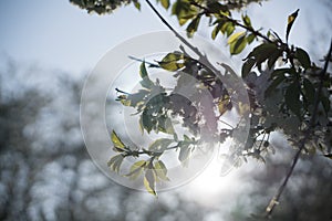 Spring tree flowering. White blooming tree. Slovakia.