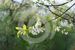 Spring tree flowering. White blooming tree. Slovakia.