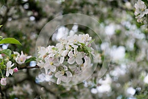 Spring tree flowering. White blooming tree. Slovakia.