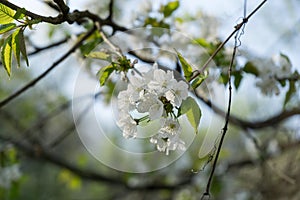 Spring tree flowering. White blooming tree. Slovakia.