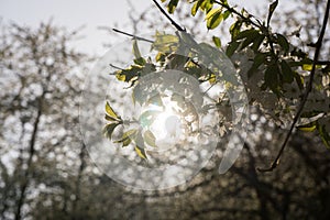 Spring tree flowering. White blooming tree. Slovakia.