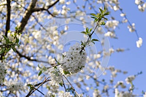 Spring tree flowering. White blooming tree. Slovakia.