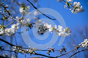 Spring tree flowering. White blooming tree.