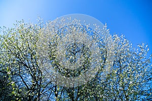 Spring tree flowering. White blooming tree.