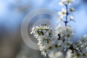 Spring tree flowering. White blooming tree.