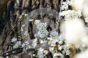 Spring tree flowering. White blooming tree.