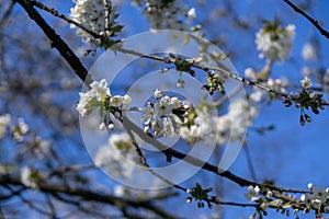 Spring tree flowering. White blooming tree.