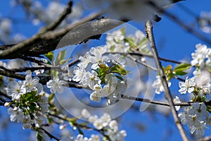 Spring tree flowering. White blooming tree.