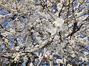 Jarný kvitnutie stromu. Biely kvitnúci strom.