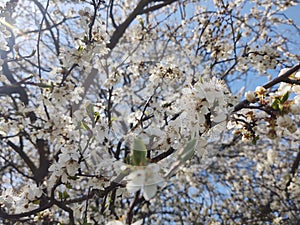 Spring tree flowering. White blooming tree.