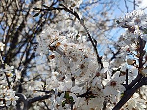 Spring tree flowering. White blooming tree.