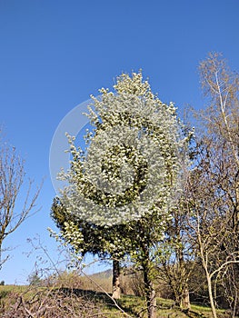 Spring tree flowering. White blooming tree.