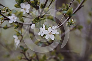 Spring tree flowering. White blooming tree. Slovakia.