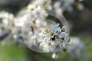 Spring tree flowering. White blooming tree.