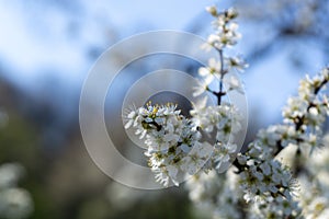 Spring tree flowering. White blooming tree.