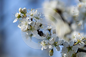 Spring tree flowering. White blooming tree.