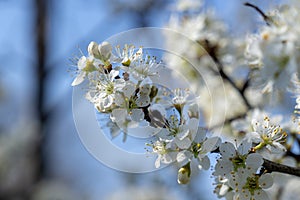 Spring tree flowering. White blooming tree.