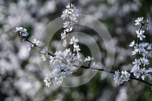 Spring tree flowering. White blooming tree.