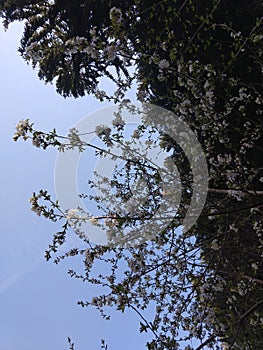 Spring tree flowering. White blooming tree.