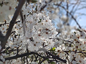 Spring tree flowering. White blooming tree.