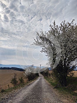 Jarní kvetoucí strom. Bíle kvetoucí strom.