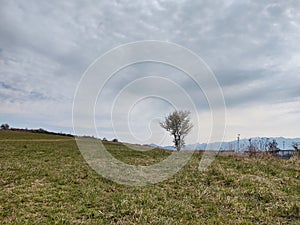 Jarní kvetoucí strom. Bíle kvetoucí strom.