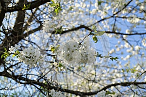 Spring tree flowering. White blooming tree. Slovakia.