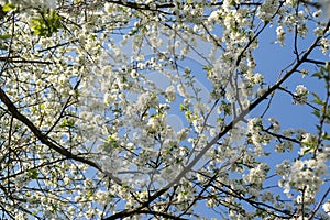 Spring tree flowering. White blooming tree. Slovakia.