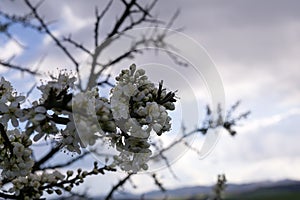 Spring tree flowering - white blooming tree.